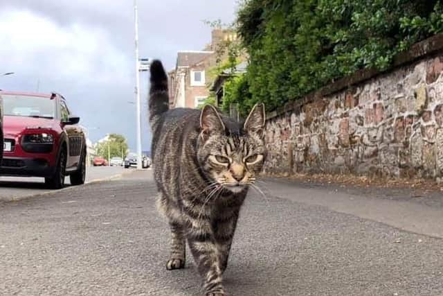 Seven-year-old tabby George regularly sneaks aboard public transport travelling miles from his home. Picture: SWNS