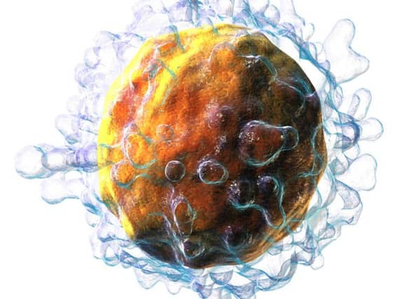 The researchers from the University of Dundee focused on T lymphocytes. Picture: Wikimedia