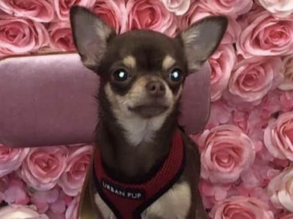 Coco is a nine-month old Chihuahua stolen in an assault in the Thornwood area. Picture: Family