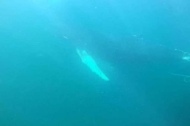 Underwater footage of the whale. Picture: SWNS
