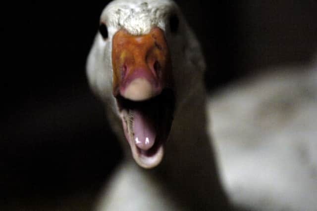 A real goose reacts with horror at its portrayal in Untitled Goose Game, presumably by honking... (Picture: Phil Wilkinson)