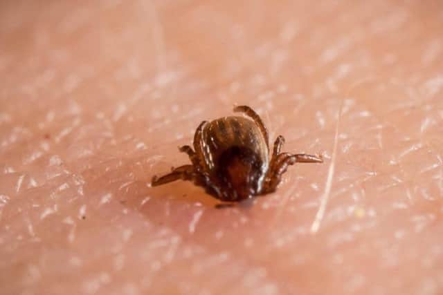 This tick passed on Lyme disease