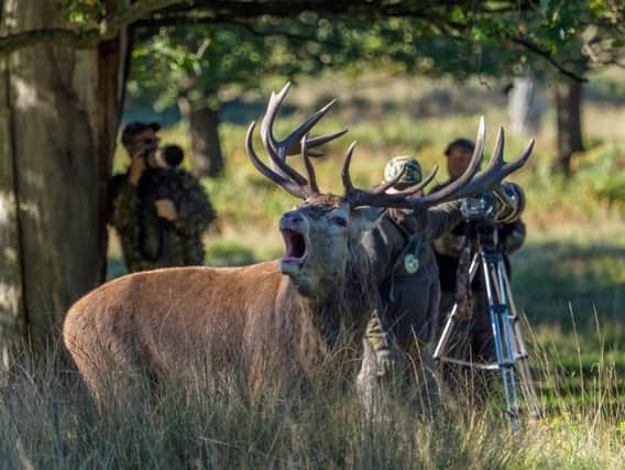After a spate of attacks across The Royal Parks in recent years, officials have warned parents they could be endangering their children by posing for photos alongside rutting stags.