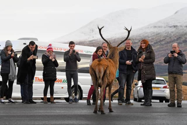 Tourists photograph a red dear stag visiting a car park near Glen Coe. (Photo by Jeff J Mitchell/Getty Images)