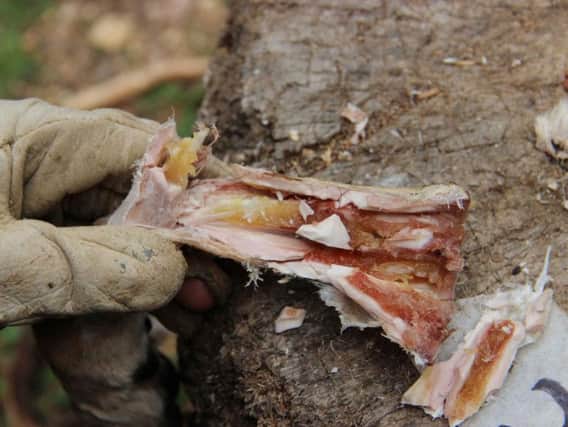 Prehistoric humans have been found to have kept bone marrow