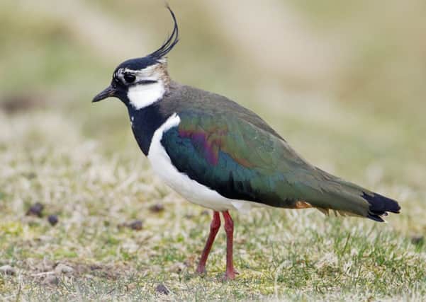 Lapwings are one of the UKs most threatened species