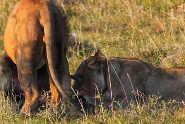 A lion and lioness feeding in the Amakhala reserve. Pic: Lizl Nieuwoudt