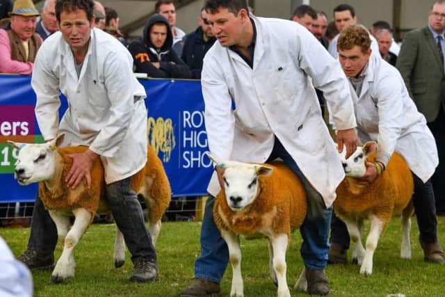 Moffat became the first Scottish town to host a sheep racing championship in 2012. Sheep race with a dummy jockey on their back and are trained beforehand for speed.