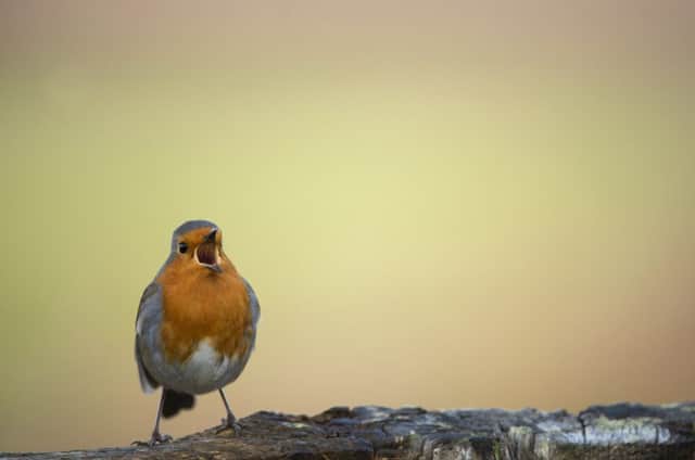 A male European robin, Erithacus rubecula, in full voice ahead of tomorrows spectacular, at which Let Nature Sing will be played at 150 locations. Picture: Ben Andrews