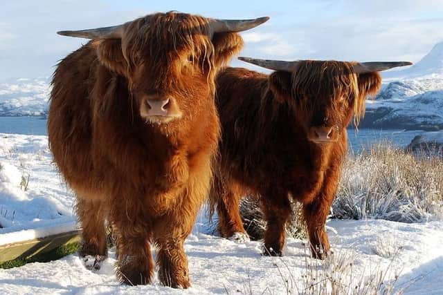 The Scottish Highlands are no stranger to snow, hence the fluffy coos. (Picture: Shutterstock)