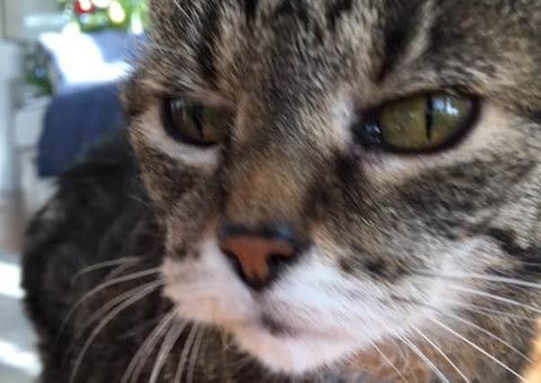 Bill Jamieson's cat, Poosie Nancie, has been in the wars