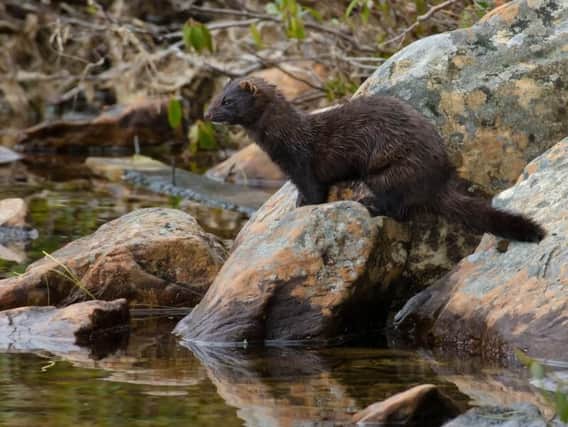 American mink were introduced to Scotland for the fur trade but have become established in the wild - decimating local wildlife