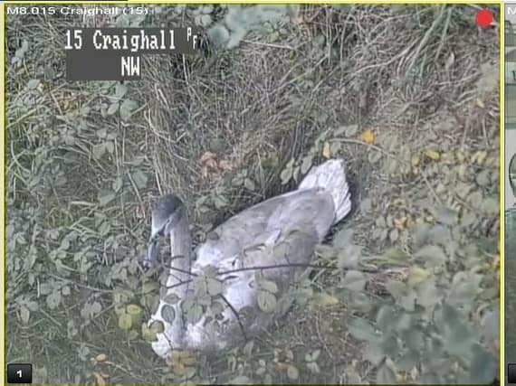 The swan was safely moved to the verge of the carriageway. Picture: Traffic Scotland