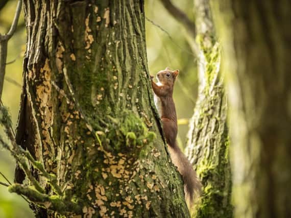 The Scottish Environment LINK, a coalition of more than 35 charities said red squirrel, some birds of prey and certain sea mammals are vulnerable. Picture: PA