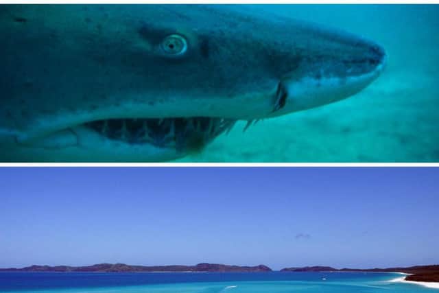 The shark attack too place near the Whitsunday Island's off the north eastern coast of Australia. Pictures: PA/Pixabay free image