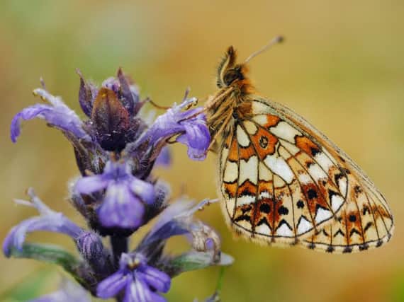 The small pearl-bordered fritillary, a specialist butterfly, has increased in the past 40 years