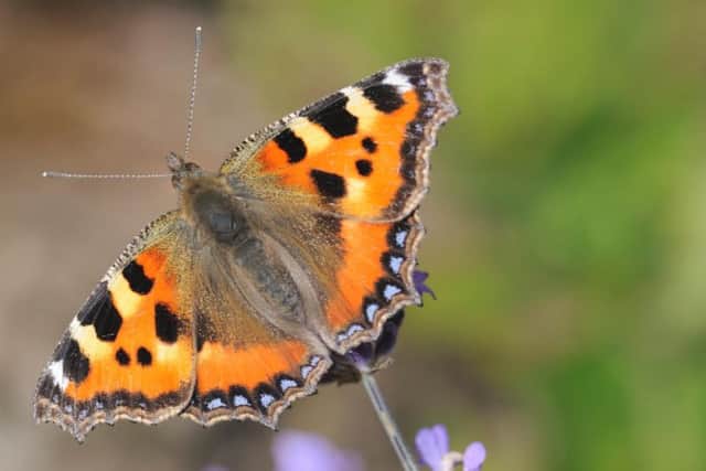 Mild, wet winters have been shown to adversely affect the small tortoiseshell butterfly
