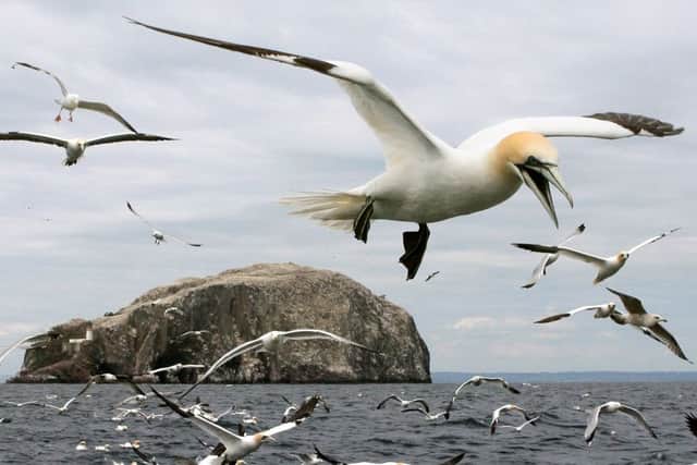 The worlds biggest northern gannet colony on Bass Rock in the Firth of Forth