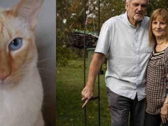 Shirley Hair, 65, almost died after her 'spiteful' Siamese cat, Chan, scratched her hand and the wound became infected.