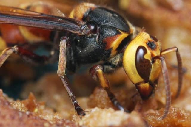 The huge nest with at least 200 Asian Hornet queens all capable of creating colonies was discovered on the tiny island of Sark.