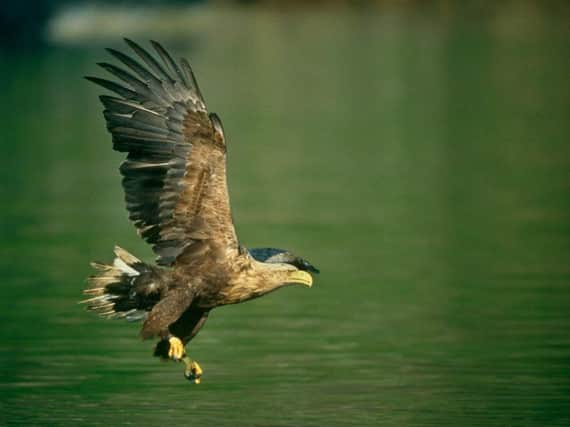 White-tailed eagles, the country's largest bird of prey, have been reintroduced after becoming extinct in the UK in 1918