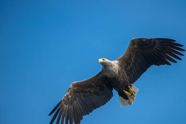 Contact with two satellite-tagged white-tailed eagles in the north-east of Scotland was lost on the same day this year