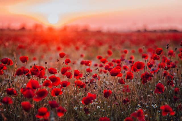 ""In Flanders fields the poppies blow, between the crosses, row on row". Picture: Shutterstock