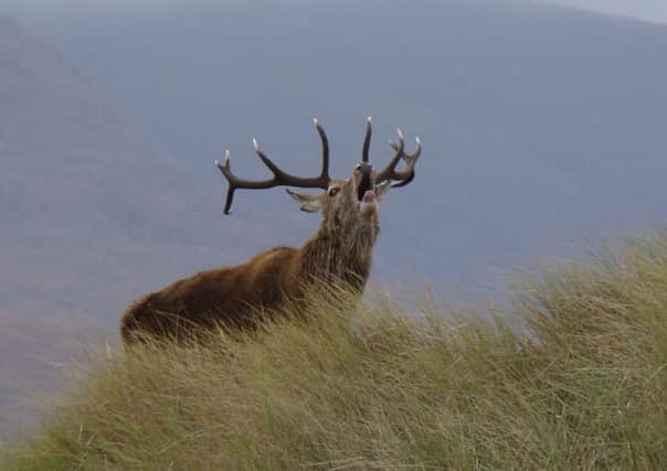 Red deer on a Scottish island are providing scientists with some of the first evidence that wild animals are evolving to give birth earlier in the year as the climate warms.