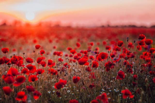 On Remembrance Sunday, people across the country remember those who have lost their lives to war. Picture: Shutterstock