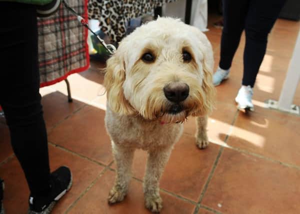 Dogs provide companionship and the simple act of taking them for a walk may have a big impact on health (Picture: Michael Gillen)