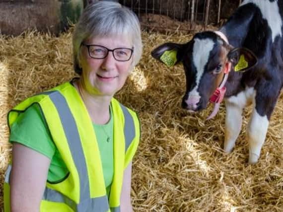 Lesley Skene of Mackies, pictured with one of the dairy herd. Picture: Contributed