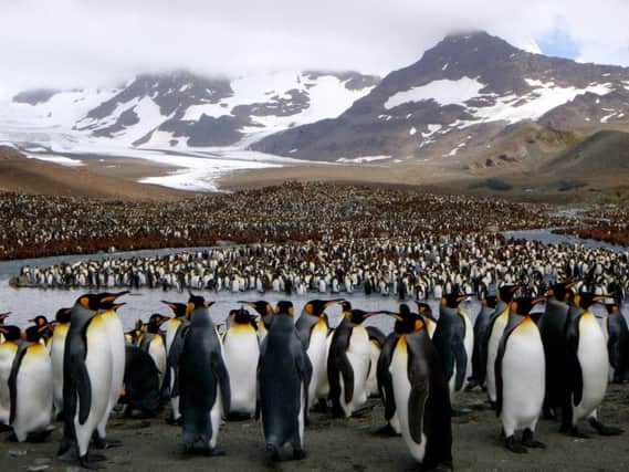 South Georgia is home to penguins and a host of other rare and unique wildlife