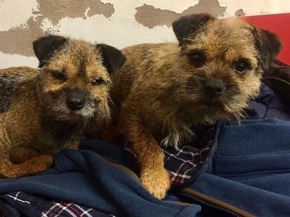 Georgie and Edward Bell have been without their beloved Border Terriers Ruby and Beetle for nearly a year, and believe dogknappers are to blame. Picture: Change.org