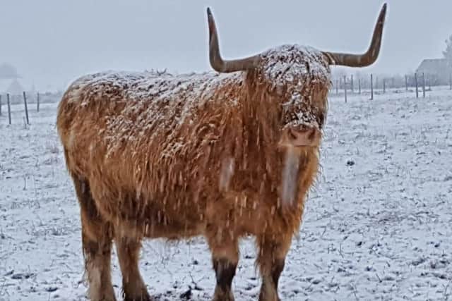 This Highland Cow at Culloden took the snowy conditions in his stride. PIC: National Trust for Scotland.
