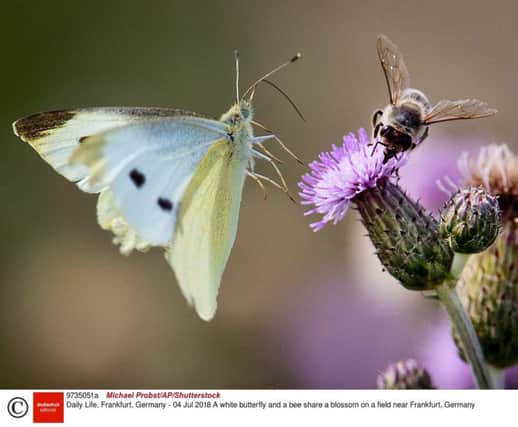 Call for urgent action to protect insect species.