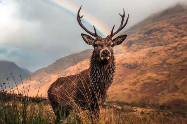 Stags are common on the island. Picture: SWNS