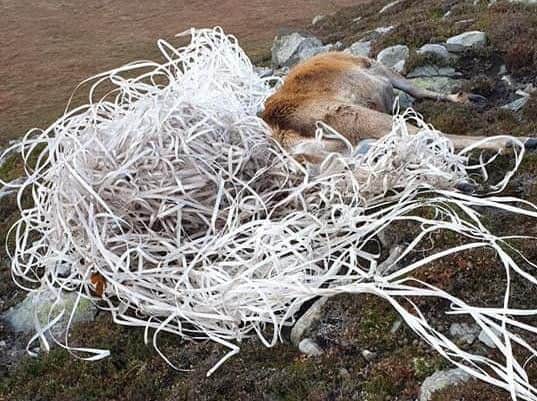 The discarded plastic was wrapped around the animal. Picture: SWNS