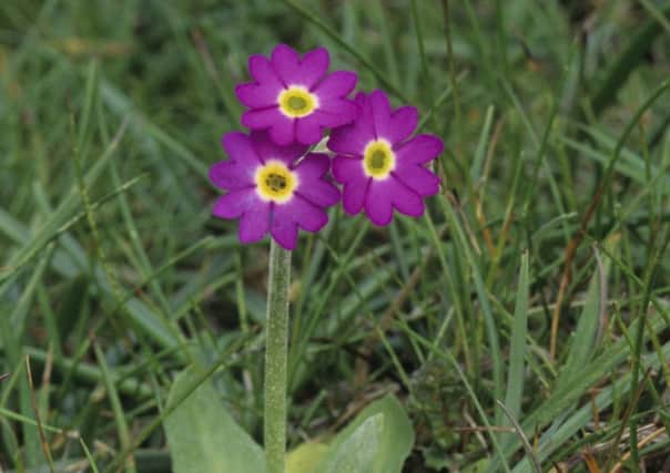 The tiny and rare Scottish primrose. Picture: RBGE