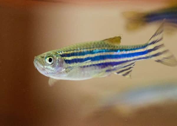 Dr Jonathan Taylor has been studying the hearts of zebrafish embryos. Picture: Getty