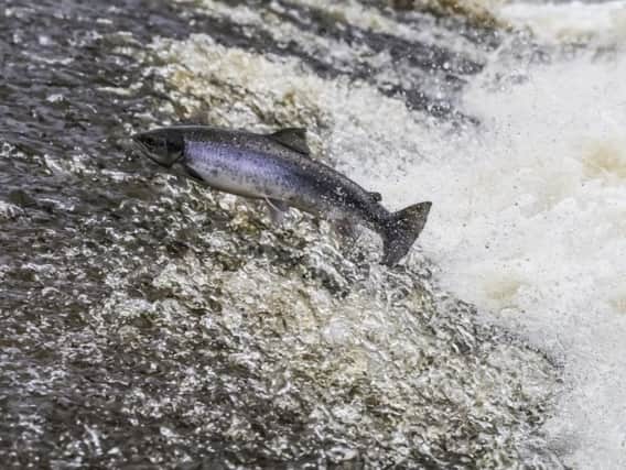 People are being warned to avoid salmon from 'unknown sources'