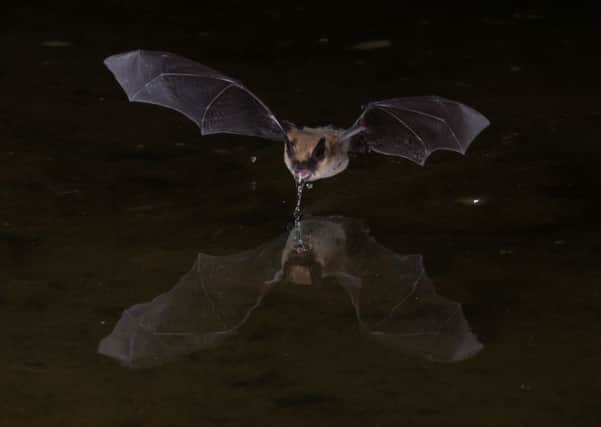 The technology could be used to stop the spread of deadly rabies by bats without killing them.