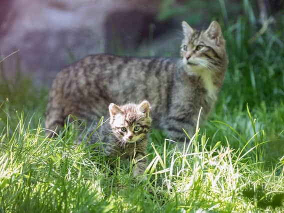 Wildcats are set to be reintroduced in the Scottish Highlands from 2022 after the native species was declared 'functionally extinct' in the wild