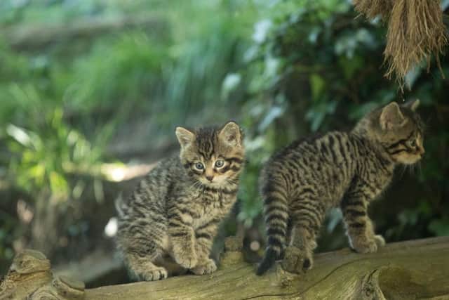 The new wildcat population will come from animals bred in captivity from Scottish-caught specimens and pure-bred cats from the continent - the pair pictured here were born this year at RZSS's Highland Wildlife Park, which will house a reintroduction centre