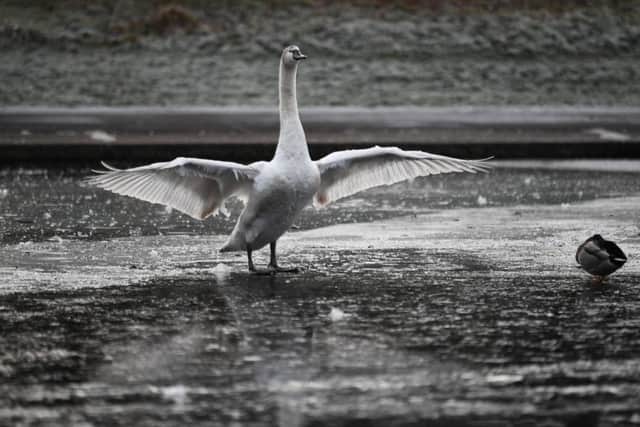 A swan stands on a frozen pond in Glasgows Alexandra Park as temperatures dropped around the country. Picture: John Devlin