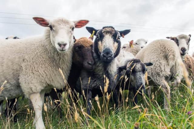 It was the first time that the parasite has been found in sheep anywhere in the world.
