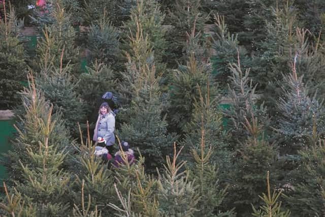 A constant favourite, the Christmas Tree Maze returns for 2019. Picture: Edinburgh's Christmas
