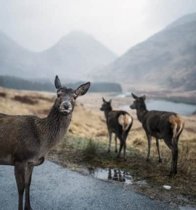 Around 100 deer a year collide with trains on Scottish lines. Picture: Getty Images