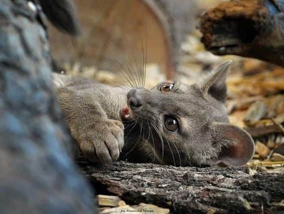 Zazu, the Fossa, arrived at the Zoo on Friday morning fromDvur Kralove Zoo in the Czech Republic. Picture: Five Sisters Zoo / Facebook