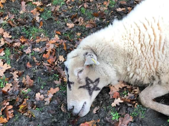 The dead sheep, which was attacked, and had occult symbols painted on its wool coat.