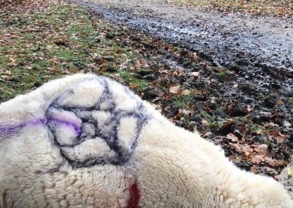 The sheep also had a pentagram on its back.